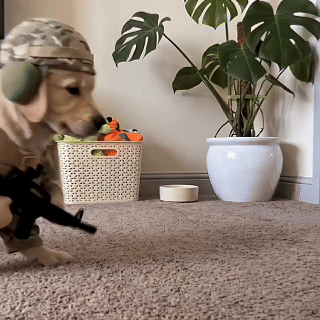 Doggy Soldier Outfit