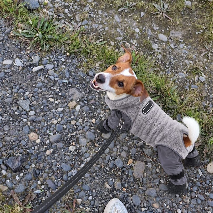 Dog Waterproof Coat